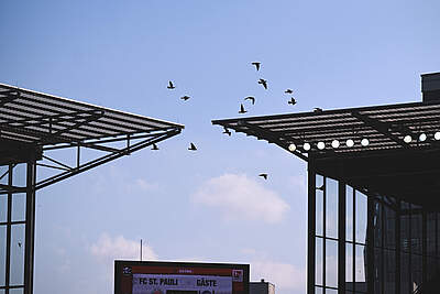 Tauben fliegen über das Millerntor-Stadion
